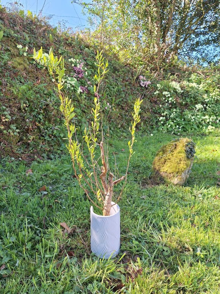 Fèndu, saule tortueux