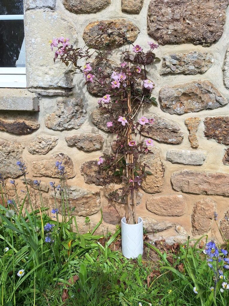 Fèndu - clématites - clematis