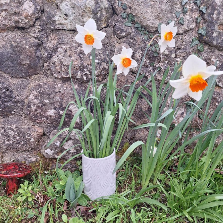 Fèndu, jonquilles