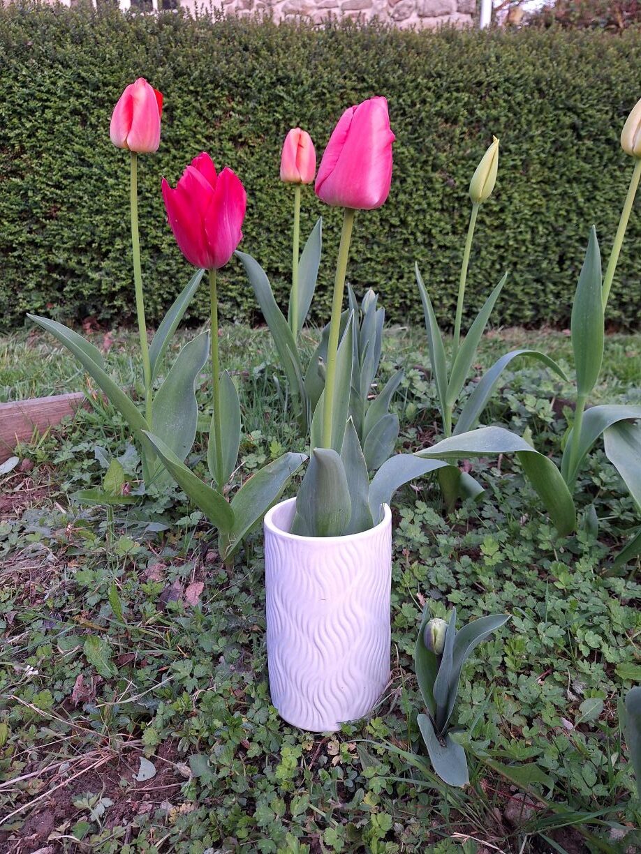 Fèndu, tulipes, tulips