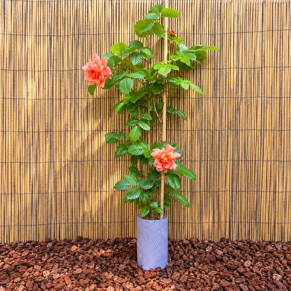 Fèndu, céramique décoration jardin