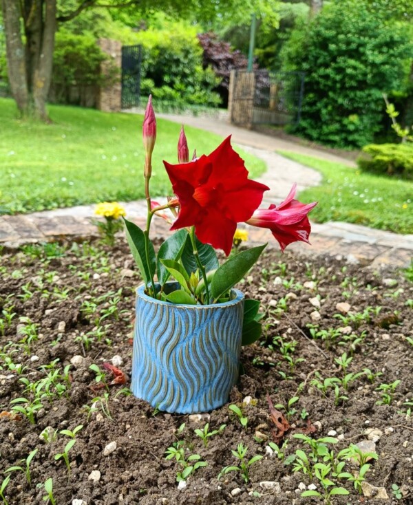 Fèndu Dipladenia