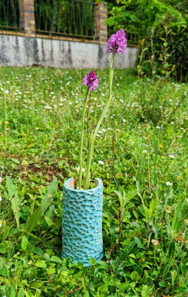 Fèndu Orchis Pyramidal